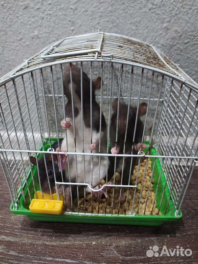 Крысята дамбо девочки