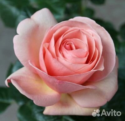 Саженцы роз Афродита