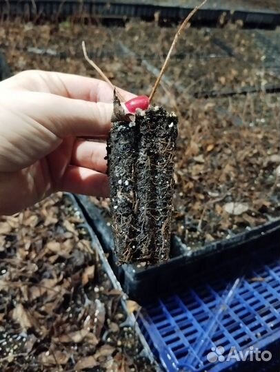 Гортензия Ванила фрайз черенки в кассете