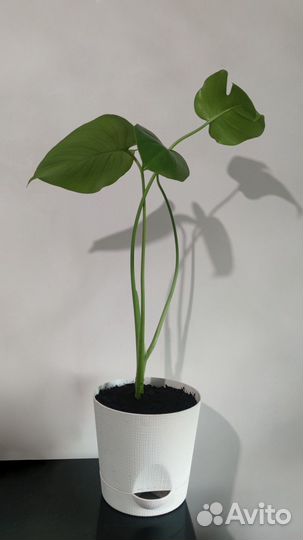 Монстера в горшке 2
