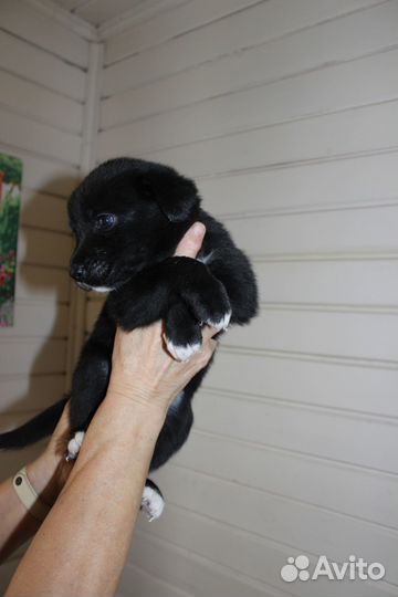 Щенки метисы лабрадора