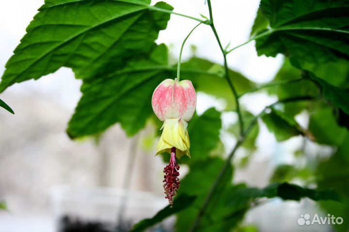 Абутилон Пьер, Мегапотамский