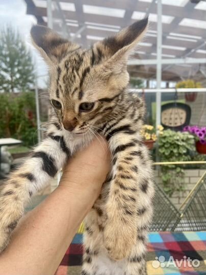 Саванна Ф2 котята с черными носами