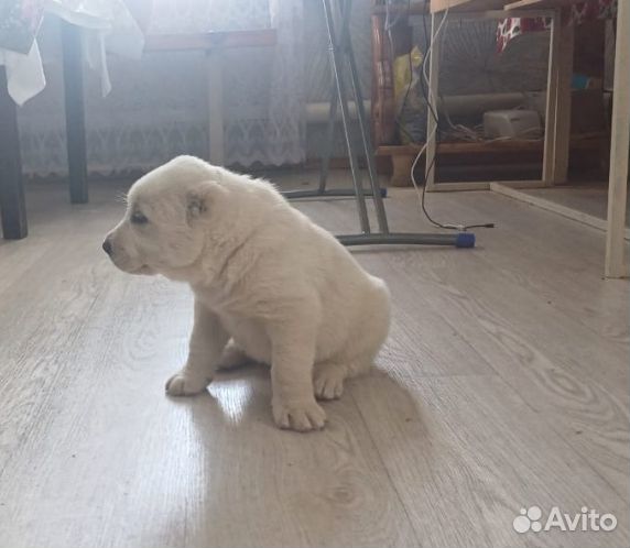 Щенки сао алабай