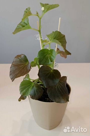 Бегония + кашпо + грунт