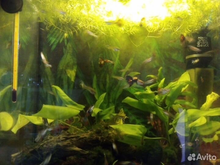 Аквариум
