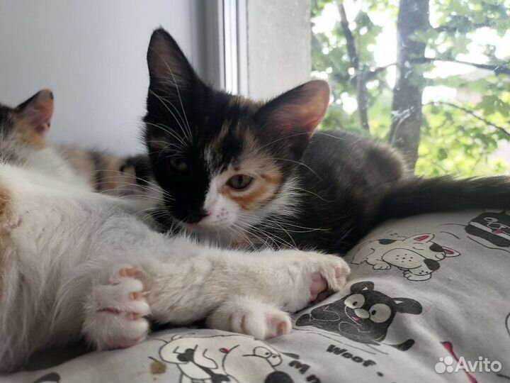 Кошка