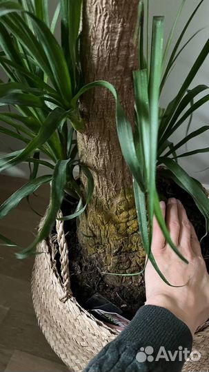 Нолина, бутылочное дерево