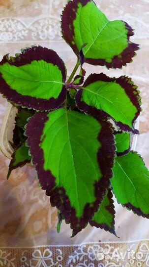 Сортовые колеусы