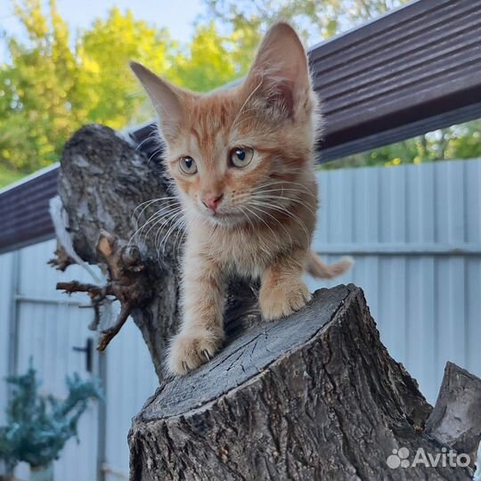 Котенок рыжее солнышко