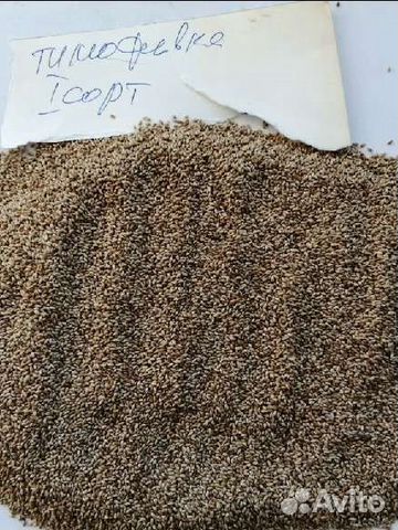 Тимофеевка семена