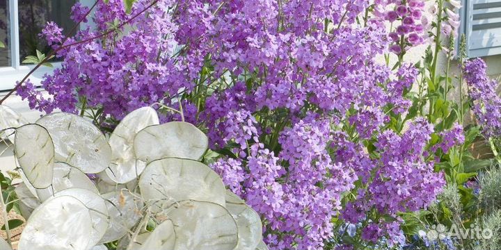 Цветок Лунария -Серебрянный рубль (рассада)