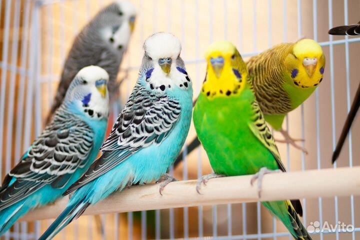Выставочный попугай Чех ввп