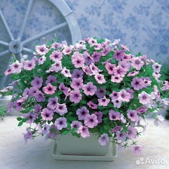 Рассада ампельной петунии Опера,Вейв и Изи вейв