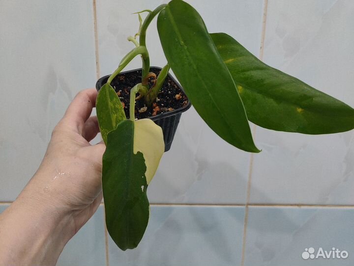 Филодендрон