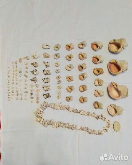 Морские ракушки