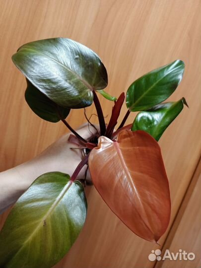 Филодендрон принц оранж