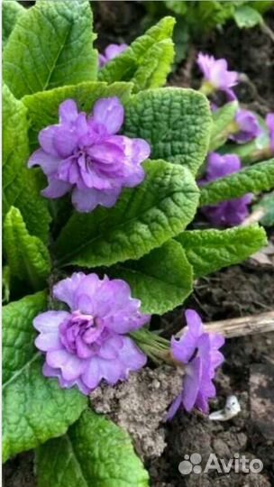 Примулы махровые, лох серебристый, махровый ландыш