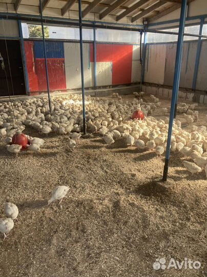 Бройлеры живым весом корнишоны 1,5 кг