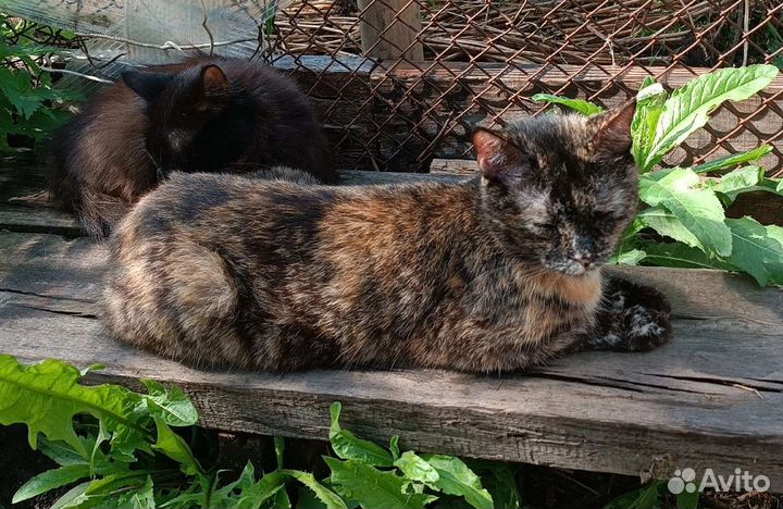 Трехшерстная кошечка, счастье в