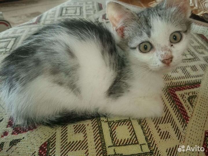 Котята бесплатно