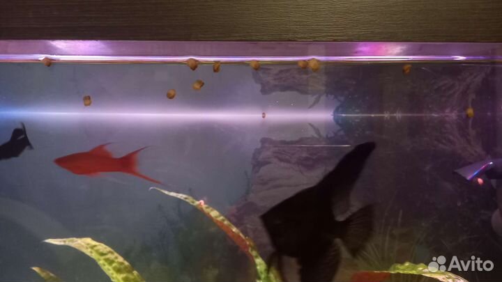 Улитки ампулярии