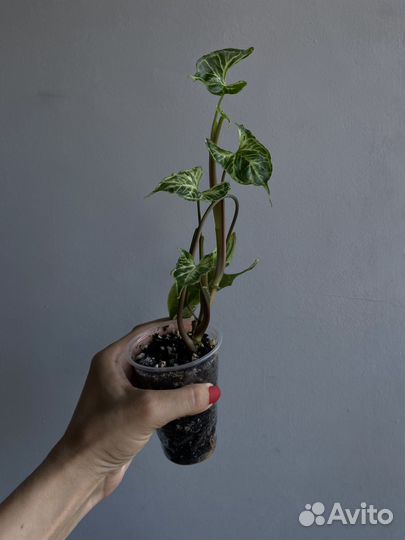 Сингониумы сортовые