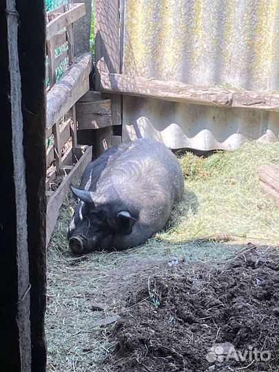 Вьетнамская вислобрюхая