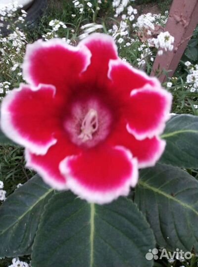 Продам рассаду, цветы