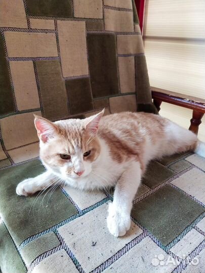 Отдам в добрые руки