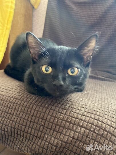 Отдам в добрые руки