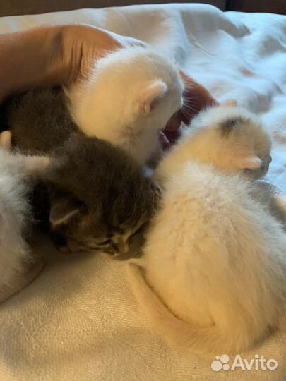 Котята 2 мес. девочки (белые) бесплатно