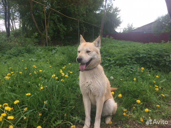 Симба в дар