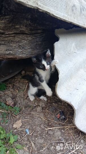 Отдам котят бесплатно