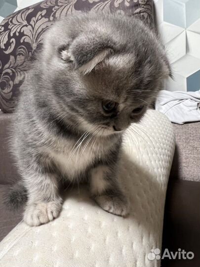 Шотландская скоттиш-фолд