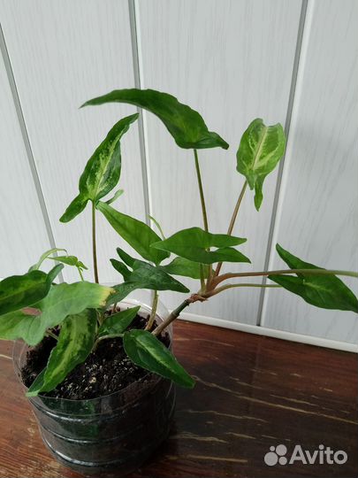 Сингониум ушковатый