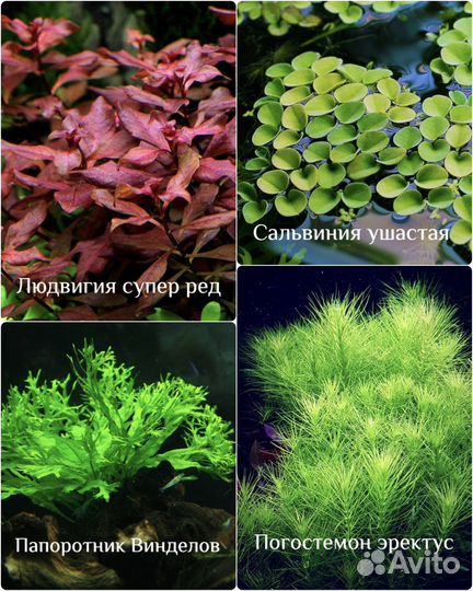 Креветки, аквариумные растения, рыбки