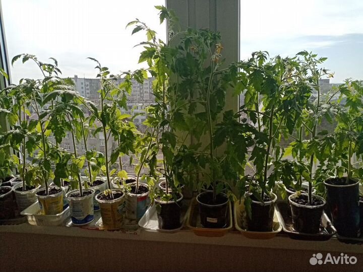 Рассада помидоров, перец, баклажанов