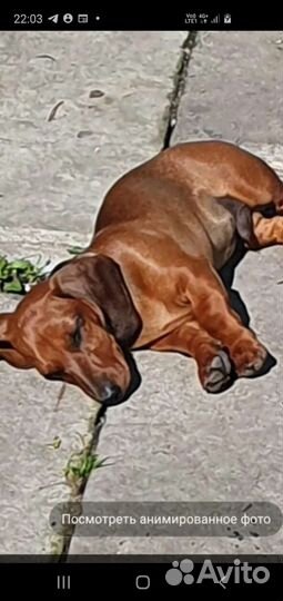 Карликовая такса кобель для вязки готов