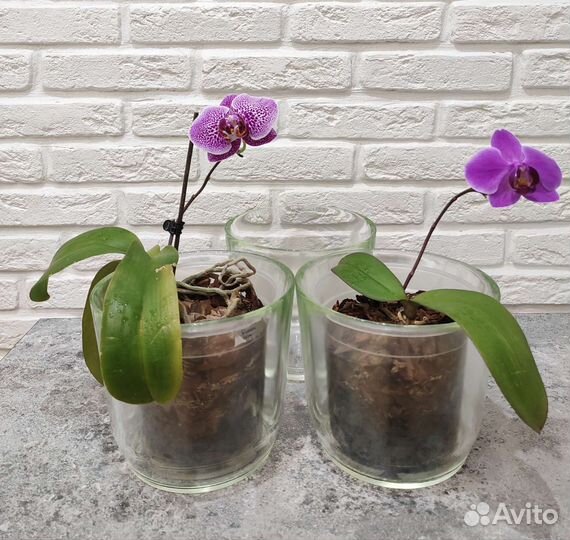 Кашпо стеклянные для орхидей
