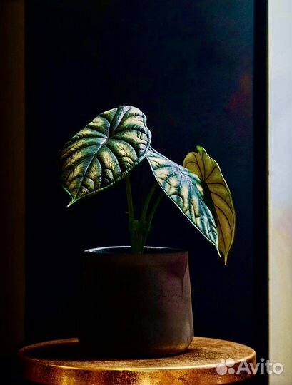 Цветы в горшке