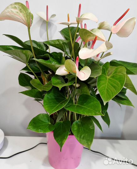 Антуриум фэнтези лав d21