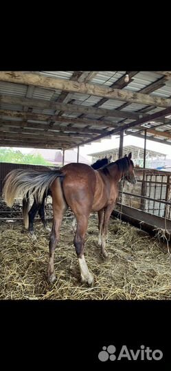 Лошадь Бартер