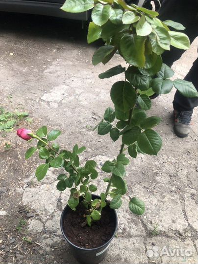 Роза рассада