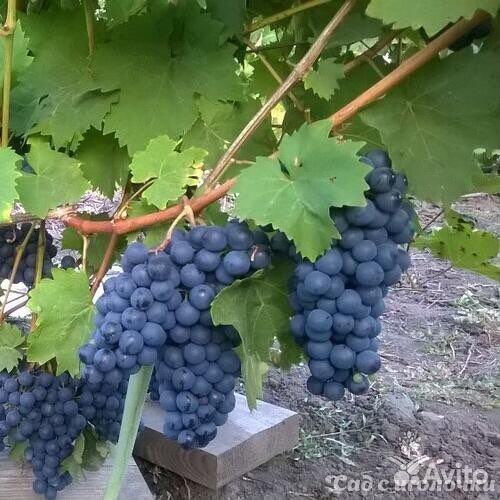Виноград саженцы1-2 летние, удмуртские,зимостойкие