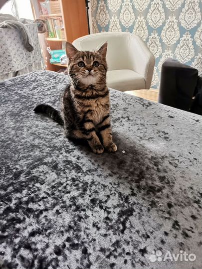 Британские котята, серебристая шиншилла