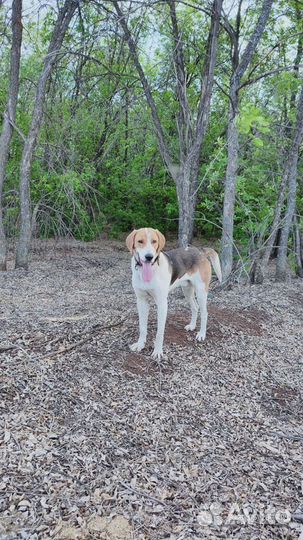 Русская пегая гончая