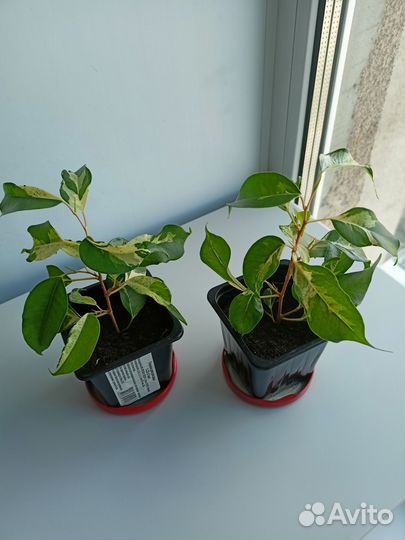 Сортовые фикусы