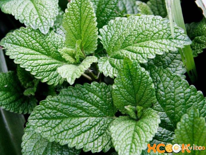 Листья смородины,малины,ежевики,мяты,вишни