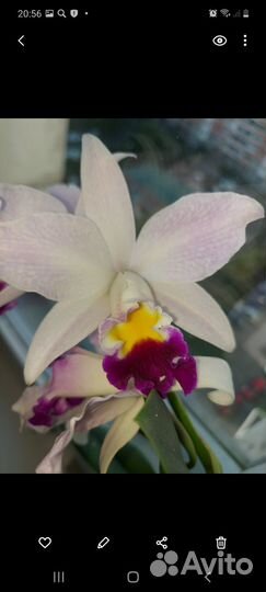 Орхидея каттлея и самера голубая